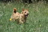 NORWICH TERRIER 007